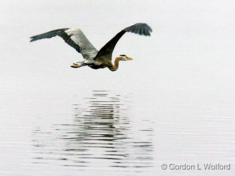 Heron In Foggy Flight_24437.jpg - Great Blue Heron (Ardea herodias) photographed along the Rideau Canal Waterway near Crosby, Ontario, Canada.